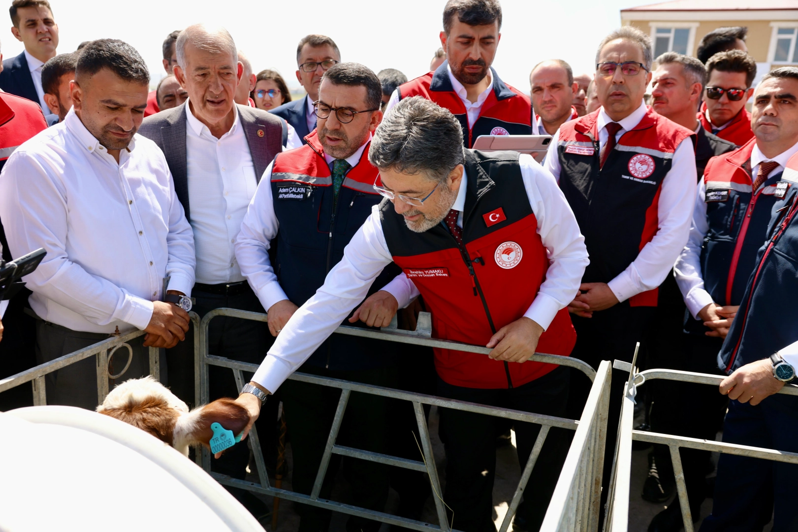 Büyükbaş Hayvanlara Dijital Kimlik